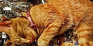 Tinysha joined the competition — help win amazing prizes! animal, cat, closeup, cozy, cute, feline, festive, fur, ginger_cat, holiday_decor, indoor, metallic, pet, pink_collar, relaxed, resting, shiny, sleeping, tinsel, whiskers