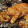 cat, ginger_cat, sleeping, tinsel, holiday_decor, feline, pet, cozy, relaxed, fur, whiskers, pink_collar, indoor, animal, cute, resting, shiny, metallic, festive, closeup