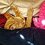 cat, orange_tabby, sleeping, paws, blanket, pillow, plush_toy, pink, cozy, indoor, pet, feline, fur, resting, domestic_animal, cute, relaxing, soft_texture, close_up, bed