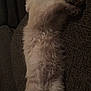 cat, fluffy, sleeping, couch, furniture, pet, relaxed, indoor, resting, fur, animal, cozy, home, mammal, whiskers, tail, paw, domestic, quiet, soft