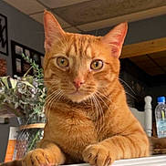 Zeus is registered to the contest to win money with this photo: cat, ginger_cat, pet, animal, whiskers, paws, indoor, houseplant, furniture, table, closeup, face, ears, eyes, domestic_cat, mammal, orange_fur, curious, resting, home