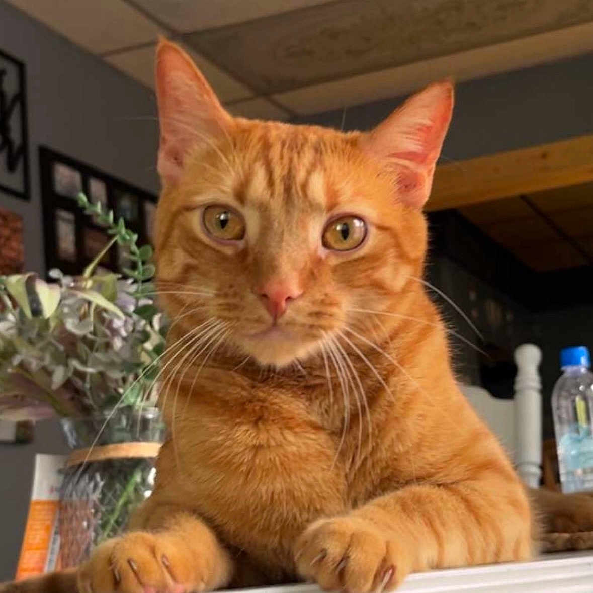 Zeus is registered to the contest to win money with this photo: cat, ginger_cat, pet, animal, whiskers, paws, indoor, houseplant, furniture, table, closeup, face, ears, eyes, domestic_cat, mammal, orange_fur, curious, resting, home