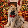 puppy, dog, red_bow_tie, christmas_tree, christmas_lights, fireplace, stockings, gifts, holiday_decor, festive, cozy, indoor, carpet, fluffy, cute, decorations, warm_lighting, seasonal, celebration, winter