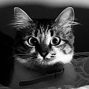 Moon a rejoint le concours — aidez-le/la à gagner de superbes lots ! animal, bed, black_and_white, blanket, cat, close_up, collar, curious, domestic_animal, ears, feline, fur, indoor, looking, pet, portrait, shadow, soft_light, whiskers, wide_eyes