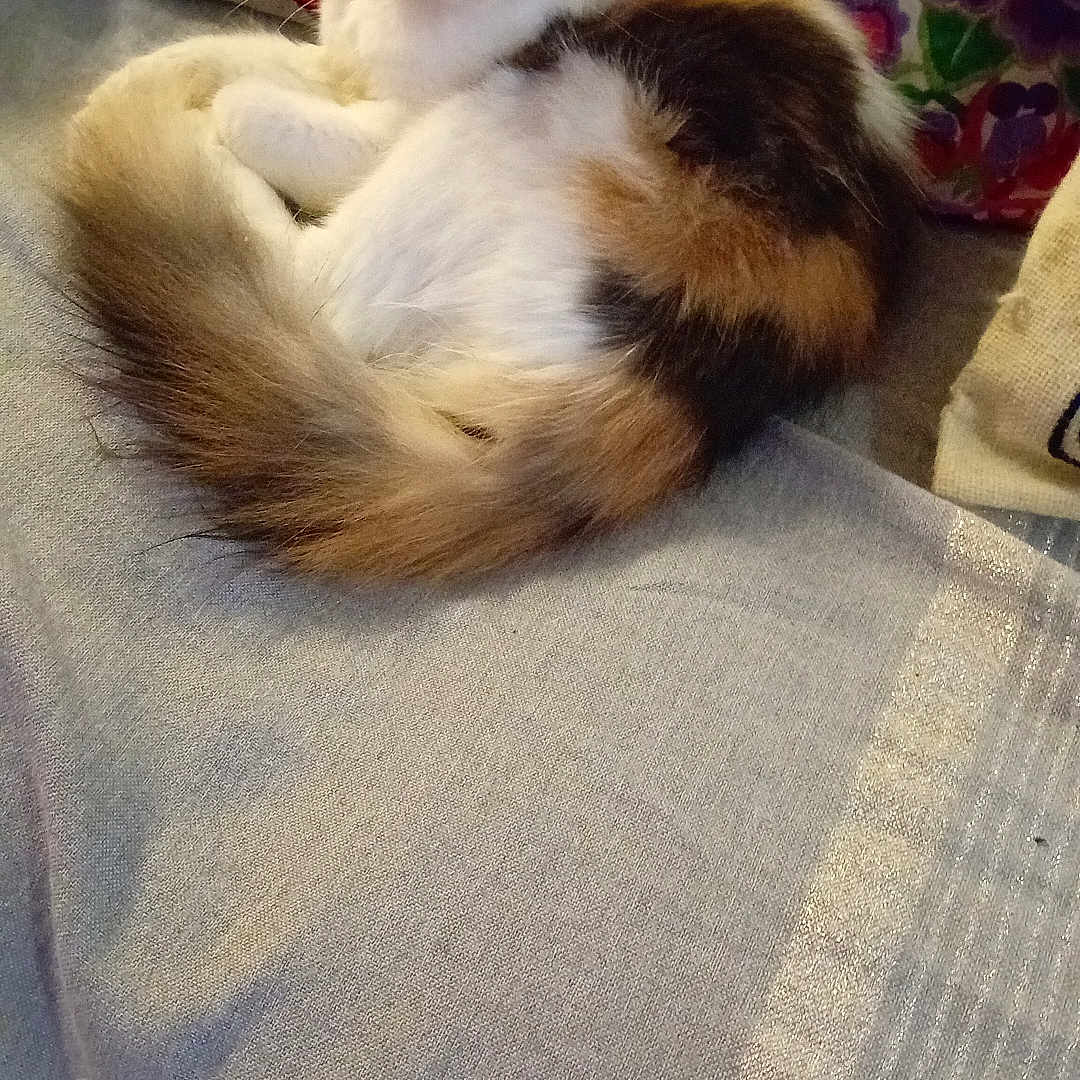 Esperanza participe au concours pour gagner de l'argent avec cette photo : abyssinian, angora, animal, architecture, armchair, blanket, cat, chair, couch, cushion, furniture, homedecor, kitten, linen, manx, person, pet, siamese, slate, sleeping