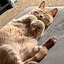 animal, cat, closeup, cozy, cute, feline, fluffy, fur, home, indoor, laying_down, mammal, orange_cat, paws, pet, relaxed, resting, sleeping, soft, whiskers