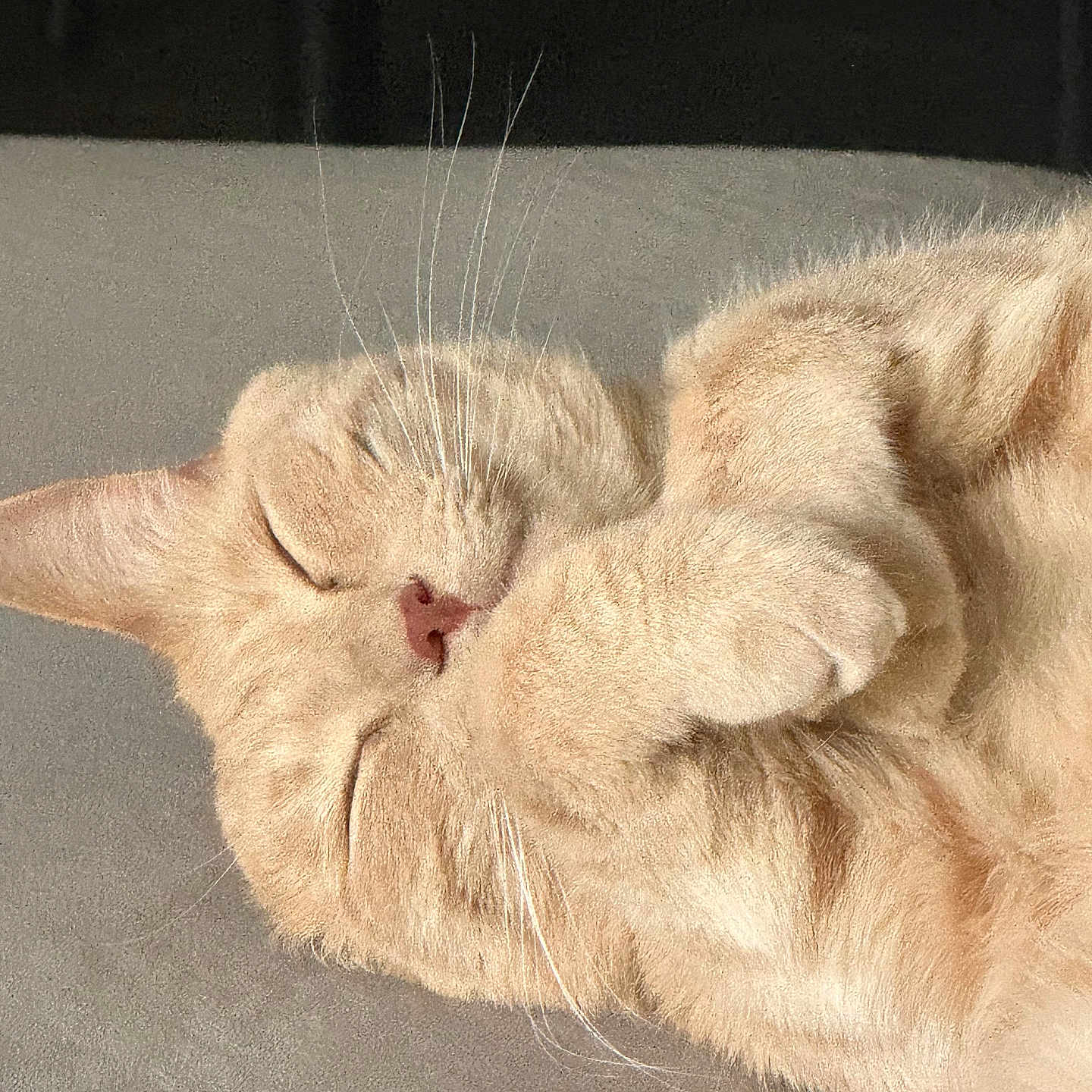 Milo is registered to the contest to win money with this photo: adorable, animal, cat, close_up, cozy, cute, feline, fur, ginger_cat, indoor, nap, paws, peaceful, pet, relaxation, resting, sleeping, soft, sunlight, whiskers