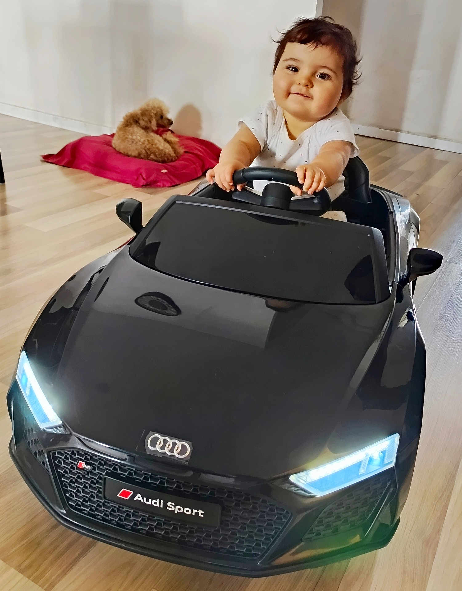 Ivana participe au concours pour gagner de l'argent avec cette photo : toddler, toy_car, audi, black_car, indoor, wooden_floor, dog, red_cushion, child, happy, smiling, short_hair, white_shirt, steering_wheel, pet, living_room, flooring, cute, playtime, small_dog