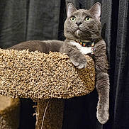 Nico joined the competition — help win amazing prizes! abyssinian, animal, cat, chair, couch, curtain, food, furniture, grain, gravel, hardwood, indoors, kitten, manx, pet, produce, road, shelf, siamese, wood