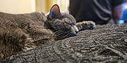 Nico is registered to the contest to win money with this photo: abyssinian, animal, blackcat, blanket, bodypart, cat, couch, egyptiancat, electronics, finger, furniture, hand, hardware, kitten, manx, person, pet, siamese, sleeping, snout