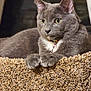 Nico is registered to the contest to win money with this photo: abyssinian, alloywheel, animal, birdfeeder, car, carwheel, cat, food, gravel, kitten, machine, manx, pebble, pet, produce, road, siamese, spoke, tire, wood