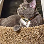 Nico is registered to the contest to win money with this photo: abyssinian, accessories, animal, bag, cat, collar, food, furniture, gravel, jewelry, kitten, leash, manx, necklace, pebble, pet, produce, road, strap, wood