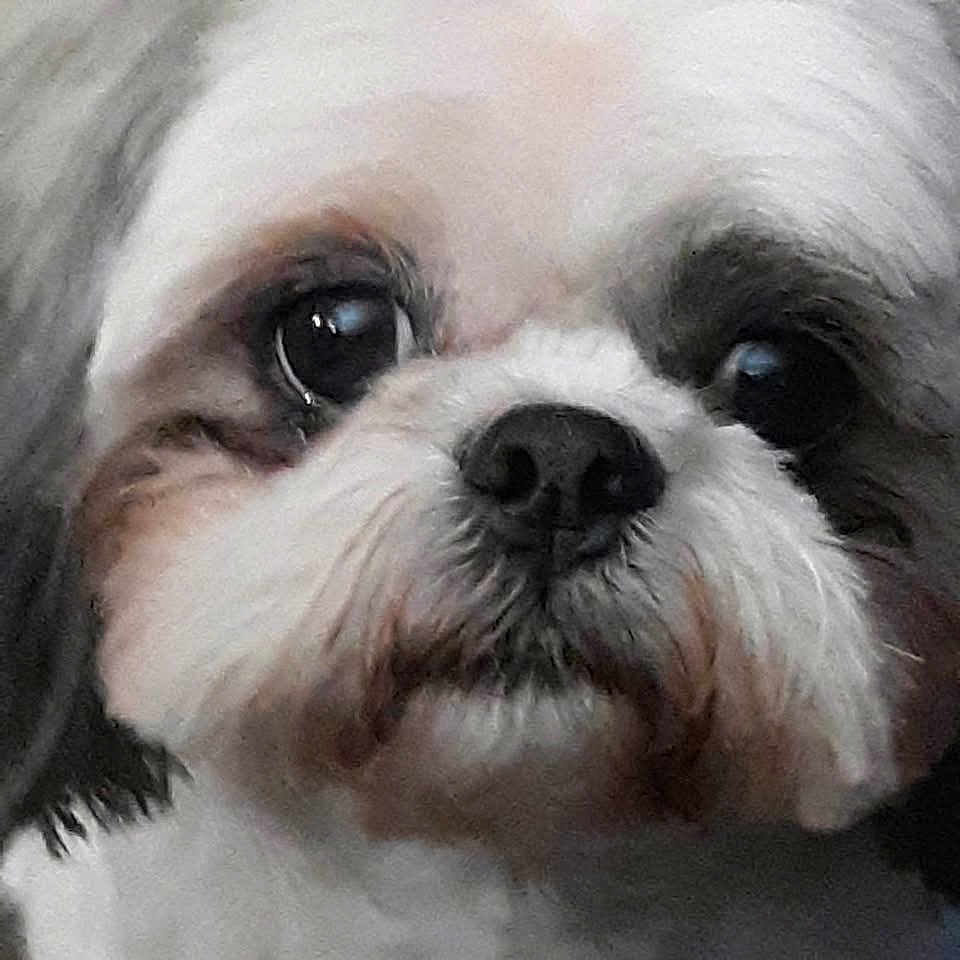 Tobylee is registered to the contest to win money with this photo: dog, close_up, fluffy, pet, animal, face, cute, fur, black_nose, whiskers, brown_markings, white_fur, portrait, companion, domestic_animal, mammal, friendly, indoor, expression, adorable