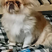 Rita Pulliam is registered to the contest to win money with this photo: dog, indoor, pet, fluffy, brown, white, mat, pattern, plant_pot, floor, furniture, animal, cute, small_dog, fur, sitting, expression, home, decor, blur