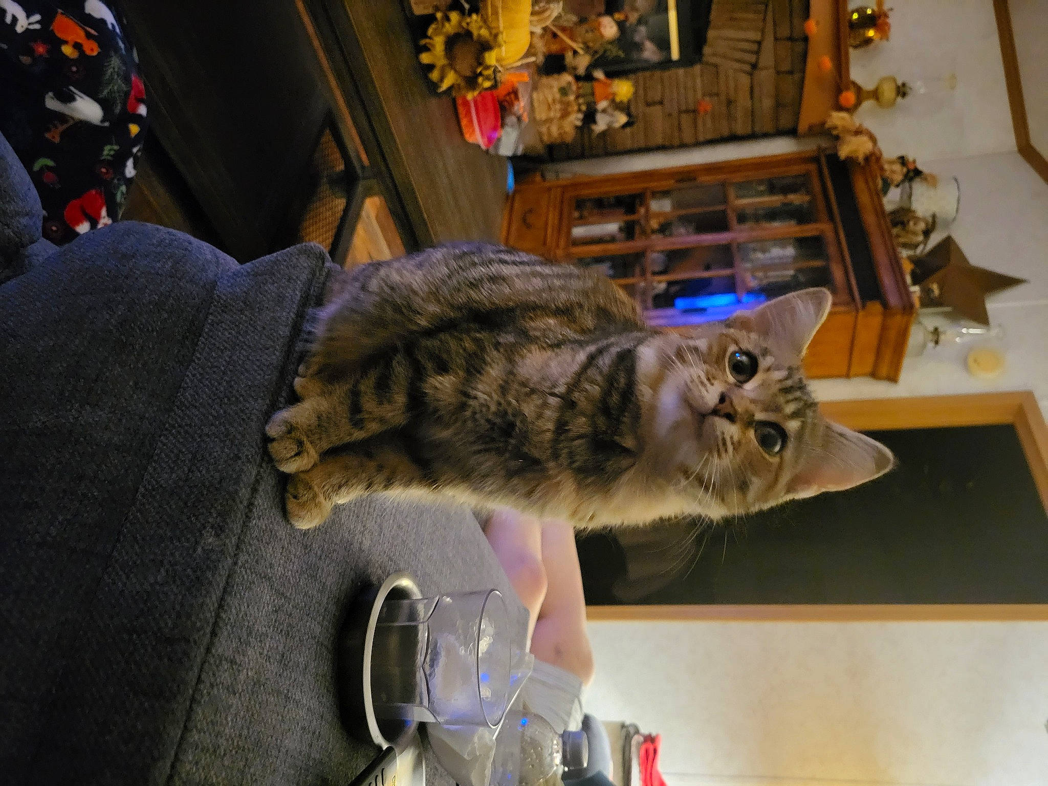 Willow joined the competition — help win amazing prizes! canidae, carnivore, cat, claw, domestic_rabbit, domestic_short_haired_cat, felidae, fur, small_to_medium_sized_cats, snout, sporting_group, tail, tree, whiskers