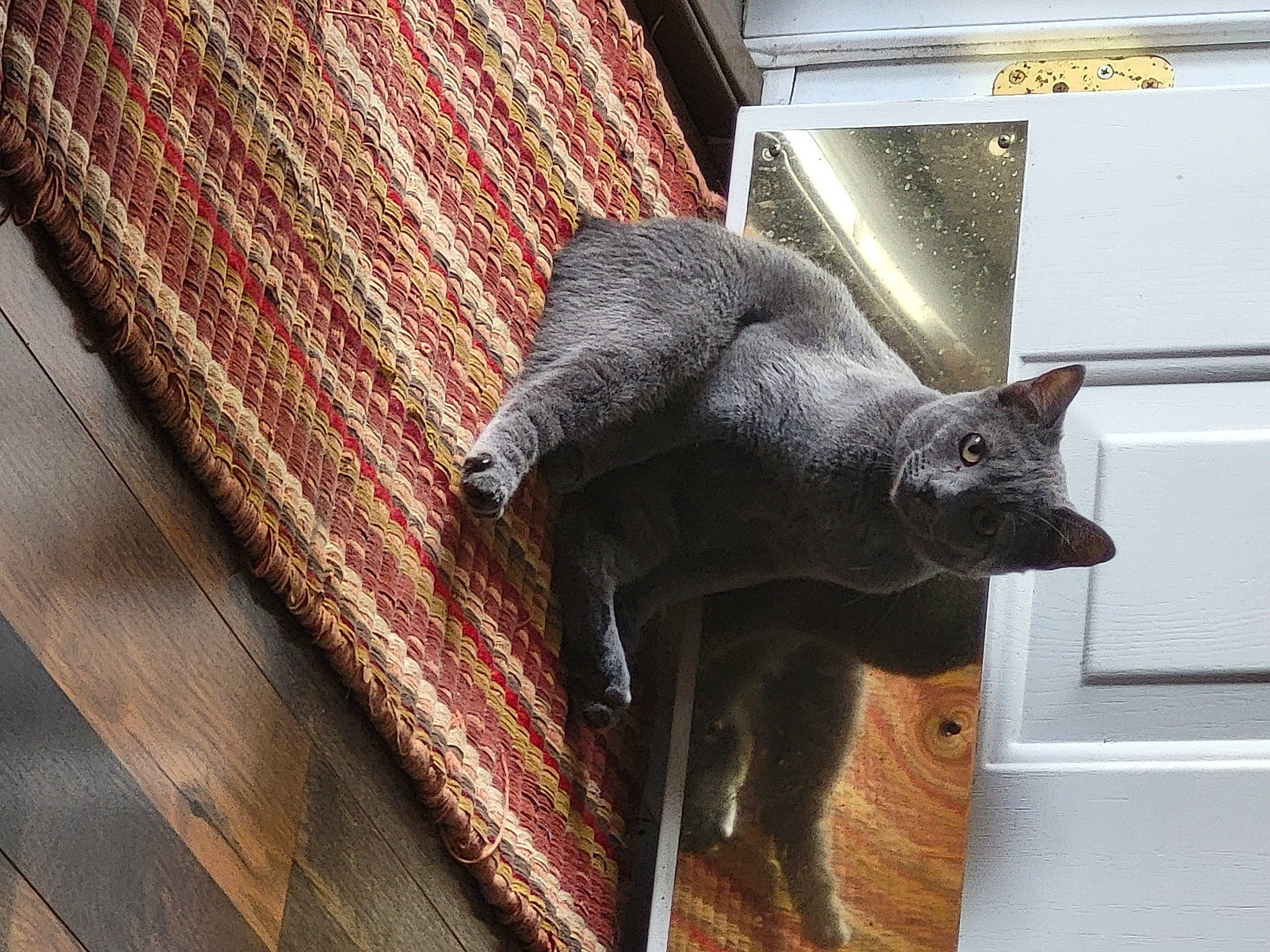 Myrtle joined the competition — help win amazing prizes! black_cat, bombay, carnivore, cat, cat_supply, claw, comfort, domestic_short_haired_cat, felidae, flooring, fur, grey, hardwood, plant, russian_blue, small_to_medium_sized_cats, tail, whiskers, window, wood