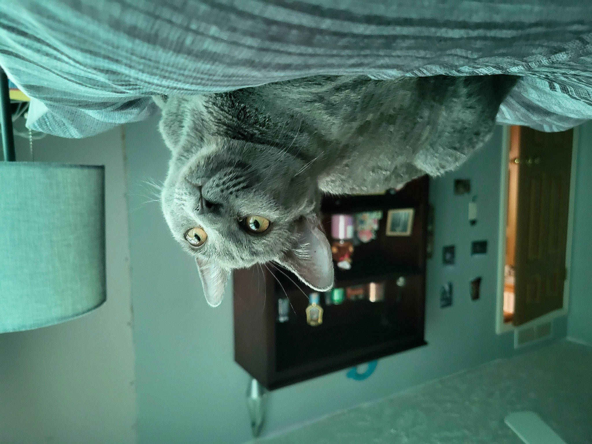 Myrtle is registered to the contest to win money with this photo: art, carnivore, cat, domestic_short_haired_cat, felidae, fur, grey, lighting_accessory, linens, room, russian_blue, sculpture, small_to_medium_sized_cats, tail, visual_arts, whiskers