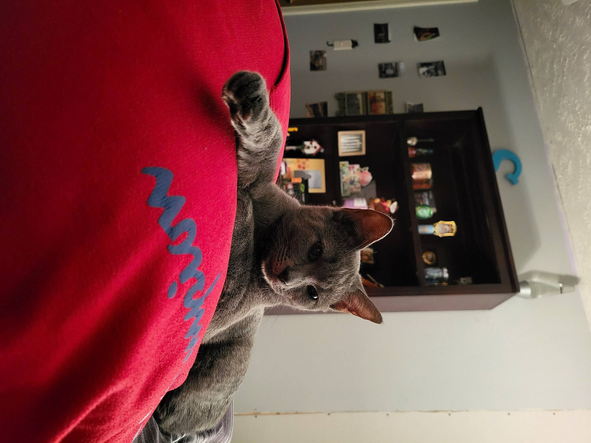 Myrtle joined the competition — help win amazing prizes! canidae, carmine, carnivore, cat, comfort, dog_breed, domestic_short_haired_cat, felidae, fur, grey, magenta, room, russian_blue, sleeve, small_to_medium_sized_cats, t_shirt, tail, visual_arts, whiskers