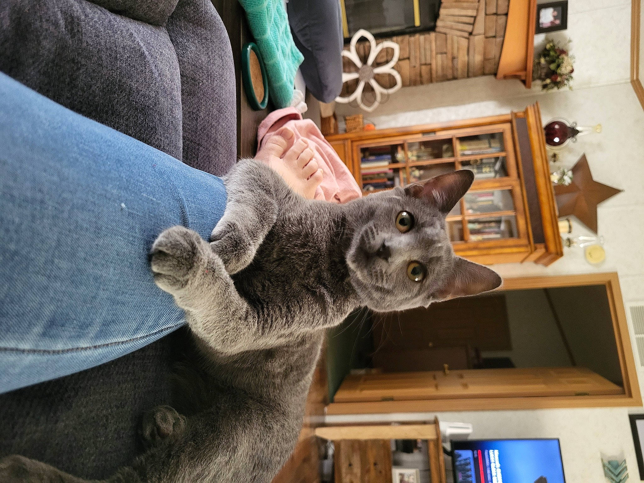 Myrtle joined the competition — help win amazing prizes! blue, bookcase, carnivore, comfort, denim, dog_breed, domestic_short_haired_cat, felidae, fur, houseplant, picture_frame, shelf, small_to_medium_sized_cats, tail, terrestrial_animal, tree, whiskers, window, wood, working_animal