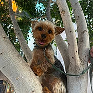 Bentley is registered to the contest to win money with this photo: dog, yorkshire_terrier, small_dog, pet, animal, tree, tree_trunk, outdoor, nature, portrait, sitting, standing, leash, collar, fur, brown_fur, black_fur, floppy_ears, tongue_out, happy