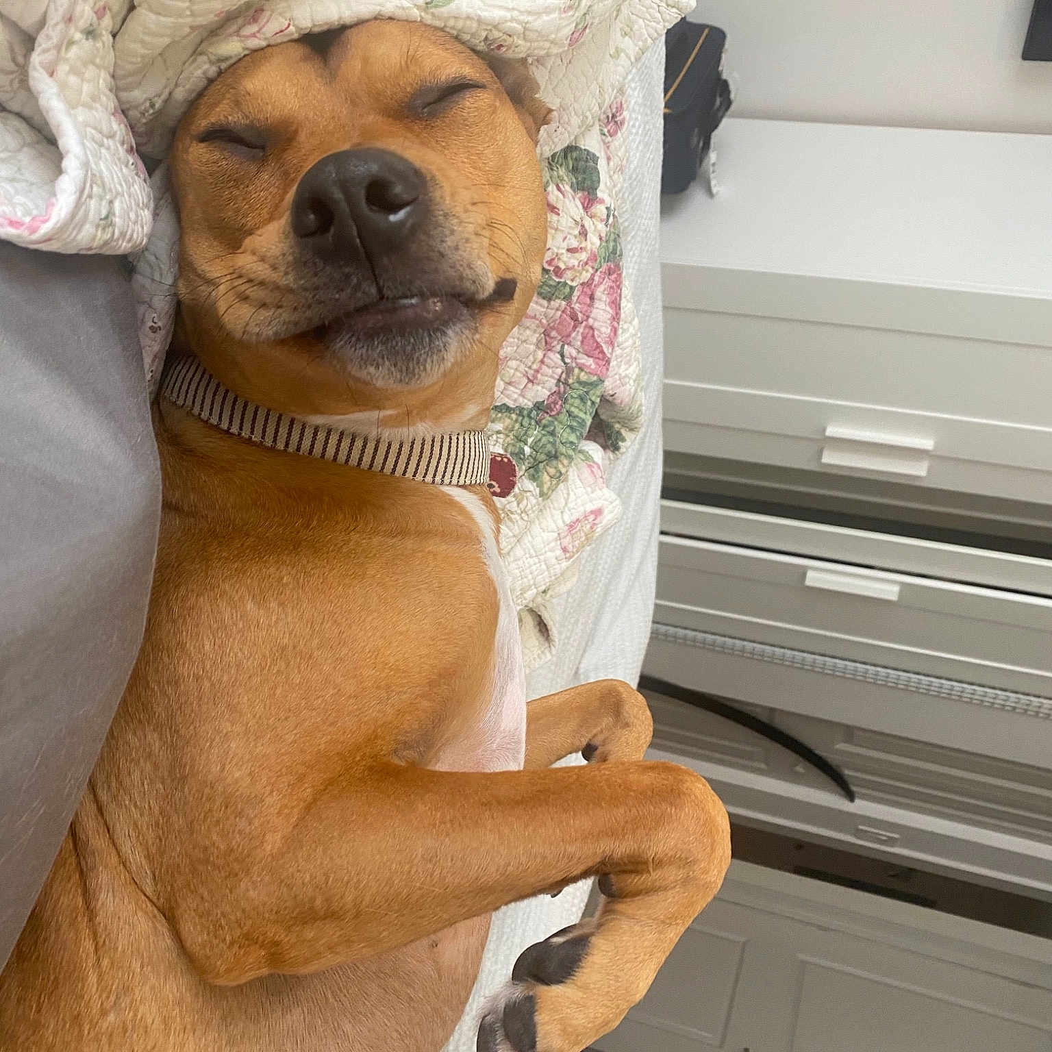 Leila joined the competition — help win amazing prizes! abdomen, cabinetry, carnivore, chest, collar, comfort, companion_dog, dog, dog_breed, drawer, elbow, fawn, fur, human_leg, snout, thigh, toy_dog, trunk, whiskers, working_animal