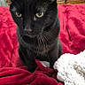 Nicky is registered to the contest to win money with this photo: cat, black_cat, pet, indoor, blanket, red_blanket, fleece, cozy, yellow_eyes, fur, whiskers, wooden_drawer, furniture, bedroom, domestic, animal, closeup, sitting, curious, soft_texture