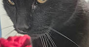 Nicky is registered to the contest to win money with this photo: black_cat, cat, pet, animal, close_up, whiskers, yellow_eyes, feline, indoor, blanket, red_blanket, fur, portrait, looking_down, calm, domestic_cat, soft_focus, whiskers_visible, face, close_shot