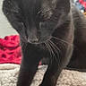 Nicky is registered to the contest to win money with this photo: black_cat, cat, pet, close_up, indoor, blanket, feline, whiskers, fur, cozy, animal, sleepy, cute, domestic_cat, home, soft_texture, resting, mammal, closeup, curious