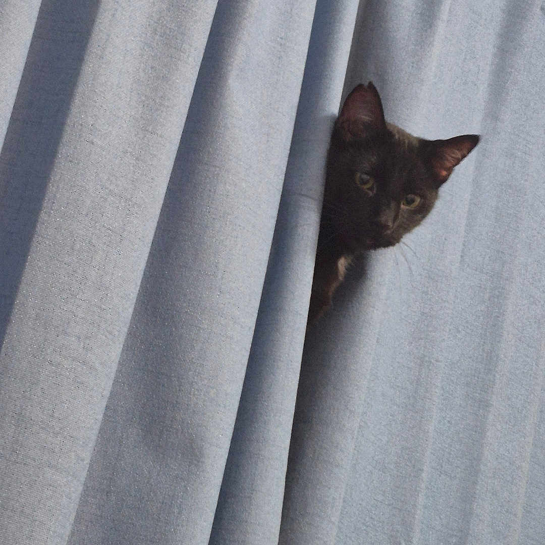 Shadow