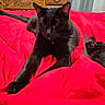 black_cat, cat, pet, bed, red_blanket, furniture, wooden_drawer, television, living_room, indoor, animal, domestic_cat, resting, stretching, cozy, sleepy, paw, fur, cute, relaxed