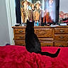 black_cat, bed, blanket, red, wooden_dresser, tv_screen, cowboy, hat, men, poster, room, indoor, furniture, watching_tv, animal, pet, curious, relaxing, home, electronics