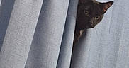 Shadow is registered to the contest to win money with this photo: cat, black_cat, curtain, peeking, animal, pet, indoors, fabric, shadow, soft_light, cozy, mystery, face, ears, whiskers, feline, cute, curious, hidden, portrait