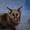 black_cat, cat, animal, pet, floor, wooden_floor, blue_floor, indoor, looking_up, curious, feline, ears, whiskers, eyes, red_cloth, close_up, domestic_cat, house_pet, sitting, floorboards
