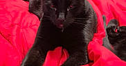 Shadow is registered to the contest to win money with this photo: animal, bed, black_cat, blanket, cat, cozy, domestic_animal, dresser, fur, furniture, home, indoor, pet, red_blanket, relaxing, room, sleepy, stretching, television, whiskers