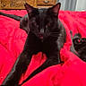 black_cat, cat, pet, indoor, bed, blanket, red_blanket, furniture, dresser, television, room, relaxing, stretching, animal, domestic_animal, cozy, home, sleepy, fur, whiskers