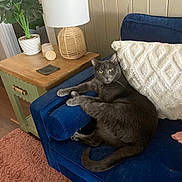 Peppas is registered to the contest to win money with this photo: cat, gray_cat, blue_couch, white_pillow, wooden_side_table, table_lamp, potted_plant, indoor, living_room, furniture, cozy, relaxing, pet, fur, carpet, home_decor, domestic_animal, cushion, resting, animal