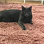 animal, cat, cozy, curious, domestic_animal, ears, feline, floor, fur, gray_cat, home, indoor, looking_at_camera, paws, pet, pink_rug, quiet, relaxed, rug, whiskers