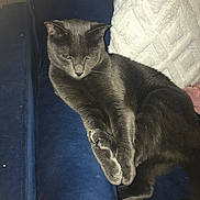 Peppas joined the competition — help win amazing prizes! animal, blue_couch, cat, couch, cozy, cute, domestic_cat, feline, fur, gray_cat, home, indoor, living_room, paw, pet, relaxed, resting, sleepy, whiskers, white_pillow