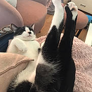 Miley is registered to the contest to win money with this photo: cat, black_and_white, lying_down, paws_up, blanket, indoor, furniture, chair, remote_control, relaxed, cozy, pet, animal, sleepy, whiskers, fur, domestic_cat, resting, cute, comfortable