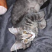 Arya participe au concours pour gagner de l'argent avec cette photo : animal, blanket, cat, closeup, cozy, curious, cute, feline, fur, gray_cat, indoor, kitten, lying_down, paws, pet, resting, soft, tabby, whiskers, young