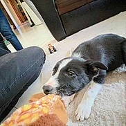 Balto participe au concours pour gagner de l'argent avec cette photo : puppy, dog, playing, toy, living_room, carpet, couch, person, indoor, black_and_white, pet, fur, cute, animal, home, kneeling, casual, fun, interaction, floor