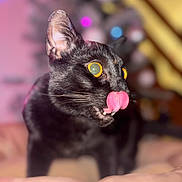 éros participe au concours pour gagner de l'argent avec cette photo : black_cat, cat, licking, tongue, yellow_eyes, close_up, pet, animal, feline, whiskers, indoor, blurred_background, colorful_lights, cute, playful, fur, portrait, domestic_cat, funny_expression, cozy