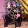 animal, black_cat, blurred_background, cat, close_up, colorful_lights, cozy, cute, domestic_cat, feline, funny_expression, fur, indoor, licking, pet, playful, portrait, tongue, whiskers, yellow_eyes