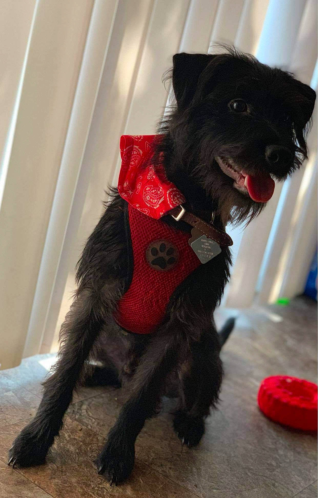 Franklin joined the competition — help win amazing prizes! affenpinscher, cairn_terrier, canidae, carnivore, companion_dog, costume, dog, dog_breed, dog_clothes, fur, miniature_schnauzer, puppy, rare_breed_dog, schnoodle, snout, sporting_group, tail, terrier