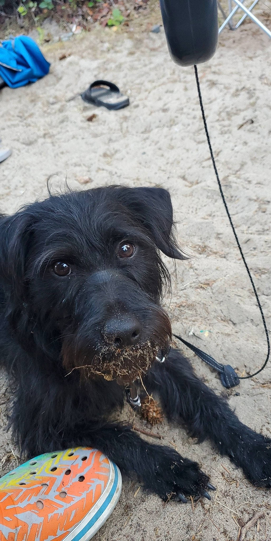 Franklin is registered to the contest to win money with this photo: briard, canidae, carnivore, dog, dog_breed, mammal, rare_breed_dog, schnauzer, snout, sporting_group, terrier, vertebrate