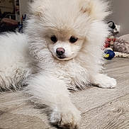 Shiro participe au concours pour gagner de l'argent avec cette photo : animal, canine, closeup, cute, dog, domestic, eyes, floor, fluffy, fur, indoor, laying, nose, paw, pet, portrait, puppy, soft, white, young