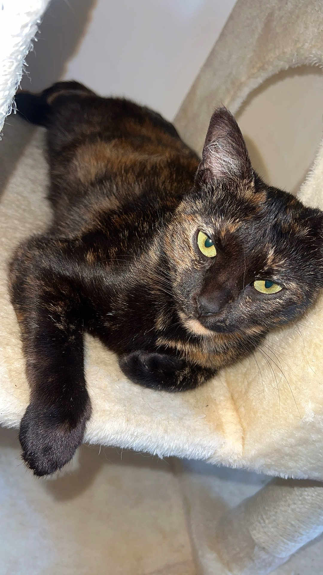 Chanel participe au concours pour gagner de l'argent avec cette photo : cat, tortoiseshell, pet, animal, feline, green_eyes, fur, whiskers, paws, resting, indoor, cat_tree, soft, relaxed, cute, looking, closeup, portrait, cozy, home