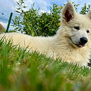 Bella participe au concours pour gagner de l'argent avec cette photo : animal, canine, close_up, cute, daylight, dog, ears_up, fence, fluffy, garden, grass, greenery, lying_down, nature, outdoor, pet, relaxed, summer, tongue_out, white_dog