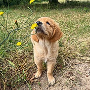 Malo a rejoint le concours — aidez-le/la à gagner de superbes lots ! puppy, golden_retriever, dog, flower, yellow_flower, grass, outdoor, nature, meadow, tree, curious, cute, animal, young_dog, sniffing, fur, pet, playful, greenery, field