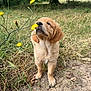 puppy, golden_retriever, dog, flower, yellow_flower, grass, outdoor, nature, meadow, tree, curious, cute, animal, young_dog, sniffing, fur, pet, playful, greenery, field
